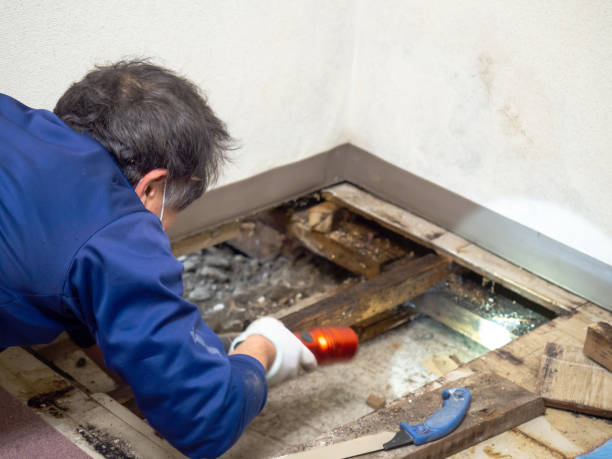 Best Local Mold Removal Service  in Sylacauga, AL