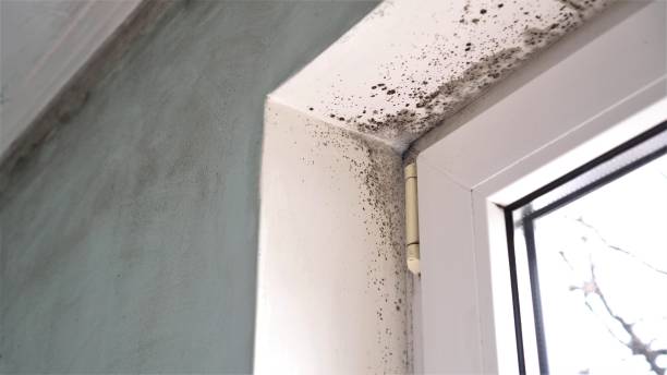 Best Mold Damage Repair  in Sylacauga, AL
