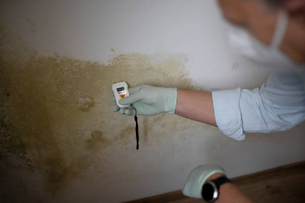 Best Attic Mold Removal  in Sylacauga, AL